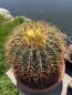Preview: Ferocactus glaucescens